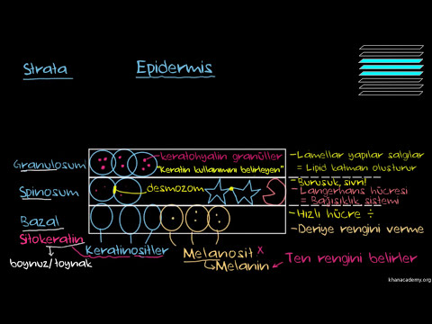 Deri Nedir? Epidermisi Tanıyalım (Sağlık Bilgisi ve Tıp)