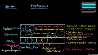 Deri Nedir? Epidermisi Tanıyalım (Sağlık Bilgisi ve Tıp)