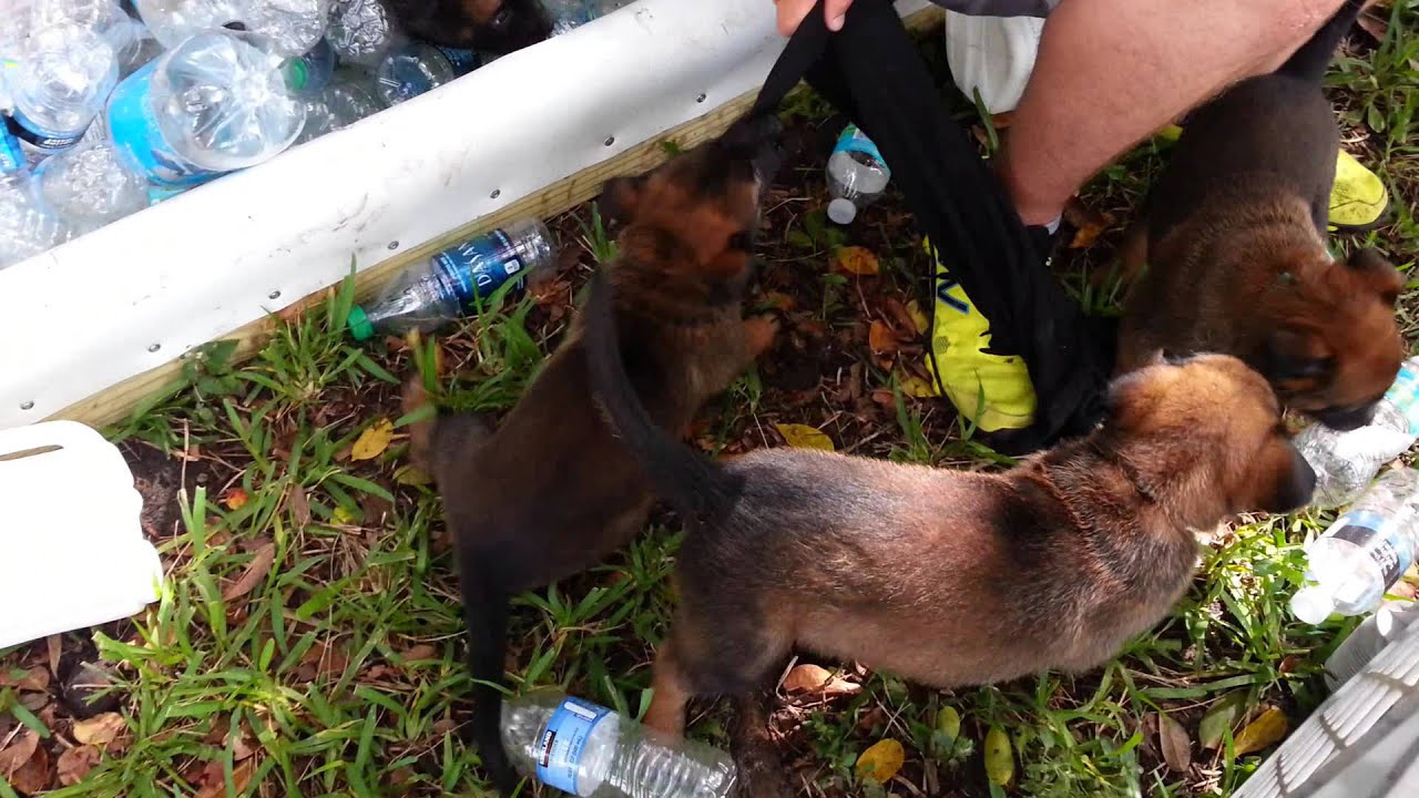 belgian malinois import pup for sale belgian malinois puppies for sale knpv lines avisa k9 youtube belgian malinois import pup for sale belgian malinois puppies for sale knpv lines avisa k9 youtube
