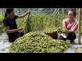 Harvesting Fresh Beans Is Surprisingly  Rasy to sell, vang hoa