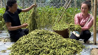 Harvesting Fresh Beans Is Surprisingly Rasy to sell, vang hoa