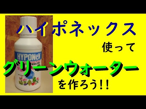 グリーンウォーター 作り方 青水 製作 ハイポネックス使用 メダカの飼育 青水 グリーンウォーター 稚魚 Youtube