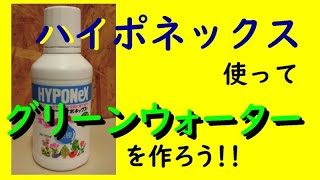 グリーンウォーター 作り方　青水　製作　ハイポネックス使用　メダカの飼育#青水#グリーンウォーター#稚魚