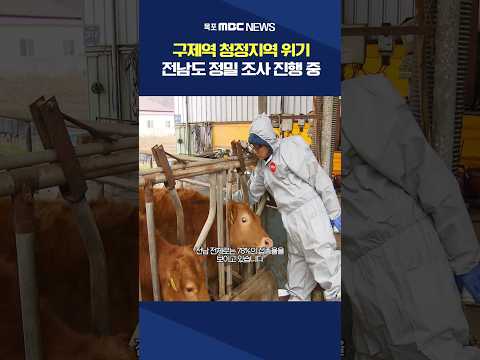 영암 <strong>구제역</strong> 확산..&amp;quot;농가간 사료 차량 이동 확인” #shorts