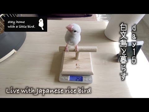 day15  白文鳥と暮らす/Live with Japanese rice bird（4k.iPhone11pro）