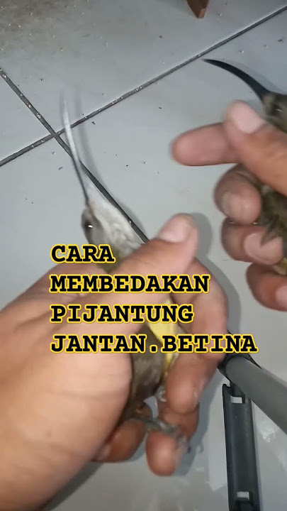 Pijantung jantan betina #shortsyoutube #pijantung #shorts