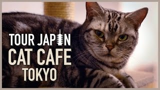 Cuteness Overload: Visiting a Cat Cafe in Tokyo