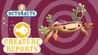 The Octonauts: Decorator Crab thumbnail