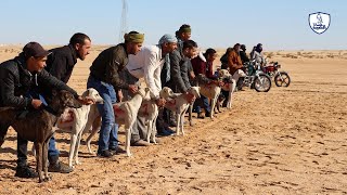 سباق الكلاب السلوقي بتنظيم جمعية أفاق سوف لصيد البري2