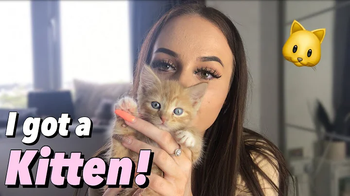 I got a kitten!