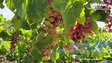 Vineyards of the future will produce more than wine