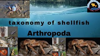 Arthropoda/classification/taxonomy of shellfish/icar/jrf/ibps/srf/feo@bfscFisheries