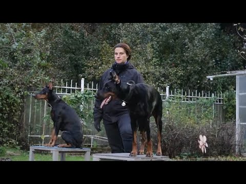 Догтренинг 560. Незачет доберманов. Потеря контроля
