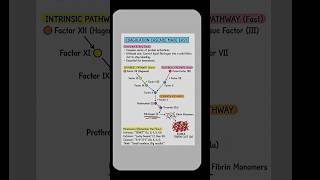The Coagulation Cascade in 30 sec.😯❤️ intrinsic &amp; extrinsic pathway coagulation factors. #lab #viral