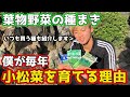 【超おすすめ】ユースケが毎年小松菜を育てる理由【家庭菜園】