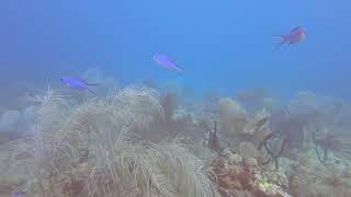 Diving in Ocho Rios, Jamaica. February 9, 2022. #Garfielddiving by Jim Ryan 166 views 2 years ago 10 minutes, 50 seconds