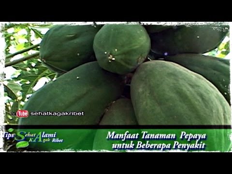 Tanaman Obat Herbal Tradisional: Manfaat Daun, Buah, dan Akar Pepaya 