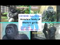 【Gorilla】Momotaro family of Western gorilla・Kyoto City Zoo Vol.17  ゴリラ（ニシゴリラ）のモモタロウ一家・Vol １７　京都市動物園