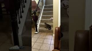 No Dogs Allowed is strictly enforced by our cat! #dogsanctuary #pugs #catsanddogs #petcafe #cute
