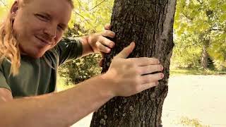 ASMR | Giving The Trees A Massage screenshot 2