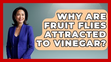 Why Are Fruit Flies Attracted To Vinegar? - Insects and Invaders