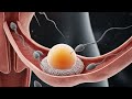 Fertilization In 3D Motion #Fertilization #3DAnatomy | Stomach Arts Uk is live
