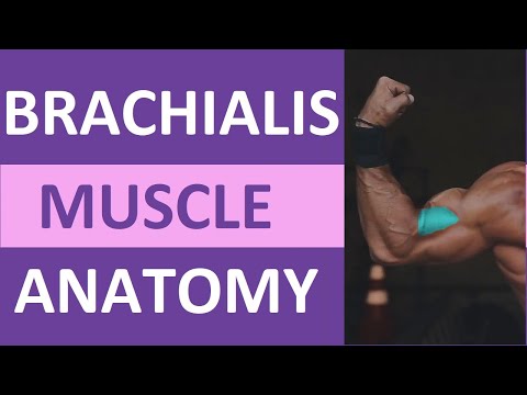 Brachialis Muscle Anatomy: Origin, Insertion, Workout Exercise, Action