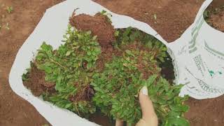 Rumput Gajah Mini Taman Halaman Rumah dan Kantor