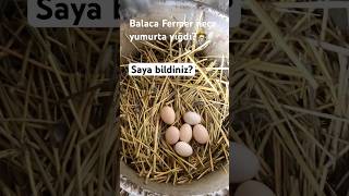 Little Farmer👨🏻‍🌾Balaca zehmetkeş🚜Kend heyati🐓#keşfet #kendheyati #vlog  #shorts#village #kids