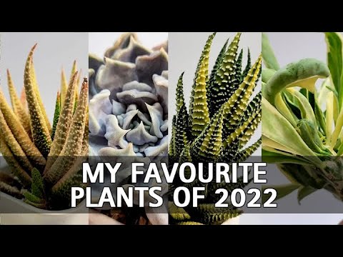 Video: What is Gasteraloe - Guide to Gasteraloe-dyrkningskrav og -pleje