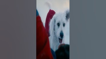 Krypto the superdog 2025 #superman #2025 #movie #jamesgunn #superheroes #movie #dogs #trailer #dog