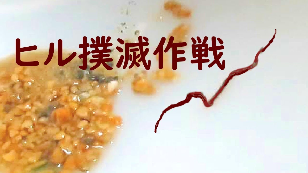 ヒル退治 ヒルは一匹でも卵産んで増えよります Youtube