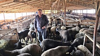 650 De Oi Carabase Si Capre La Ferma Domnului Mitica Visan. Oile Au Talie Mare,Deosebit De Frumoase.