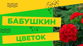 ГЕРАНЬ - КАК ВЫРАСТИТЬ БОЛЬШОЙ КУСТ?