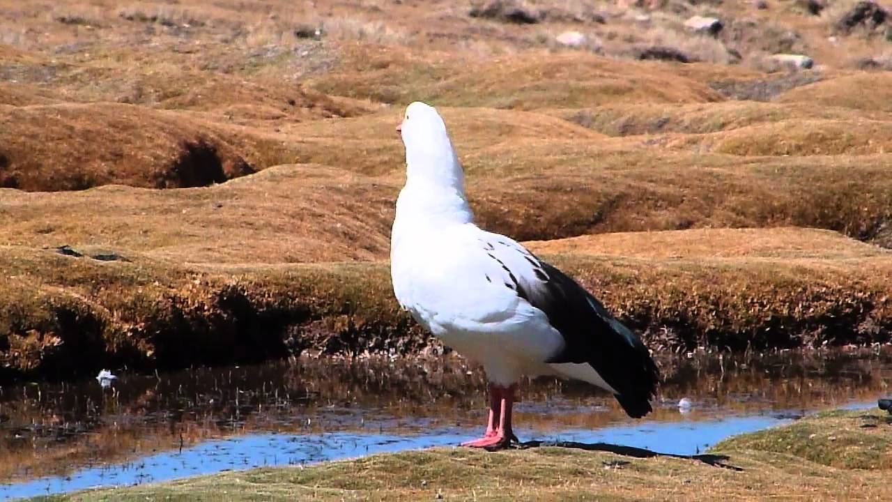 00097 Andean Goose