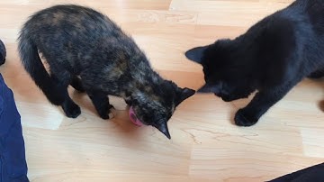 [CC] Cat How To: Interactive Kitty Kong Treat Toy