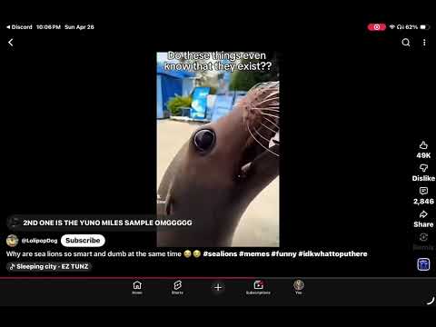 Everybody hit me with the sea lion ￼