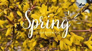 Springtime Serenity Exploring Greifswald In Bloom