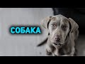 Собака