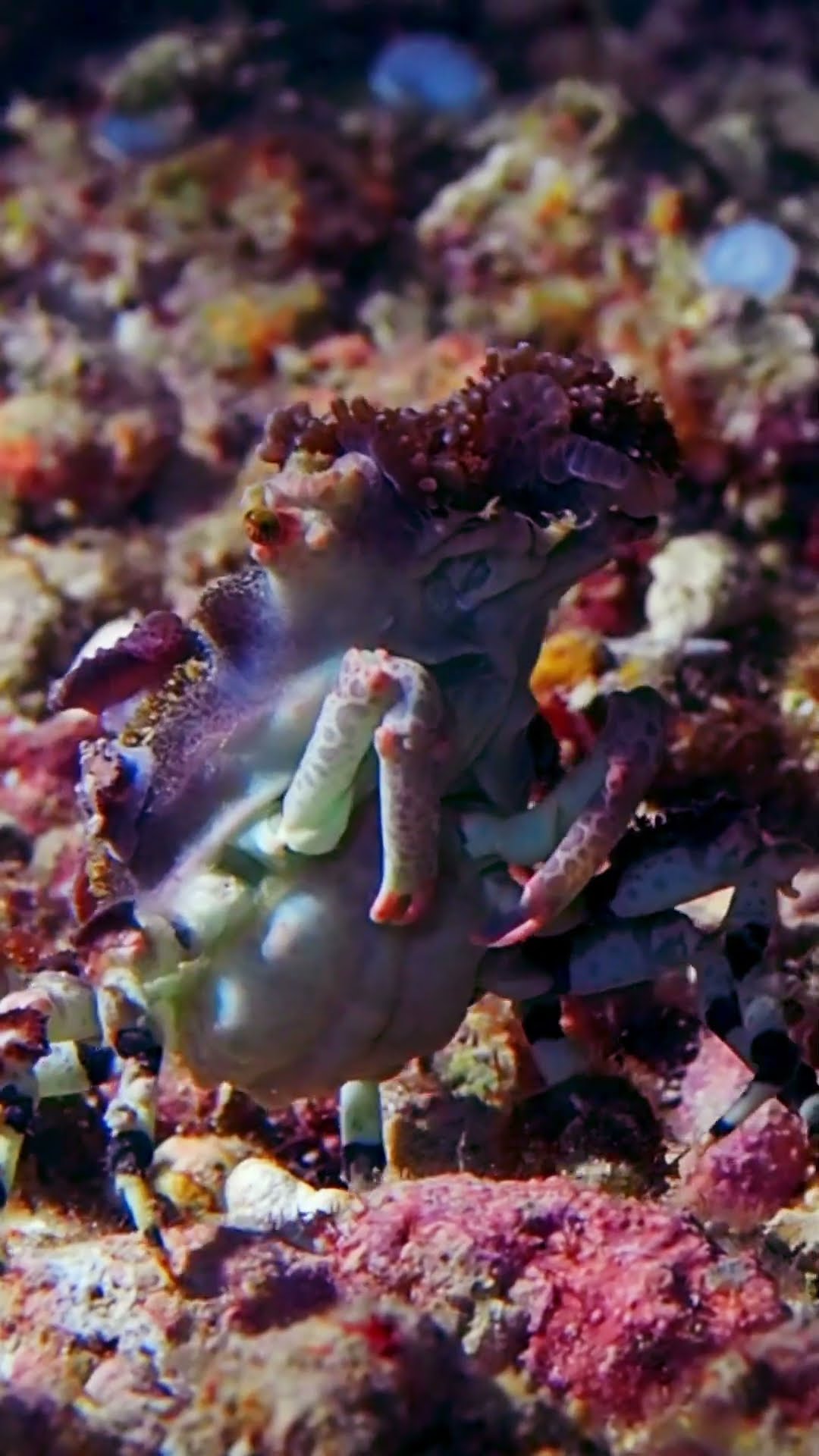Crab Camouflages With Carried Sea Anemones || ViralHog