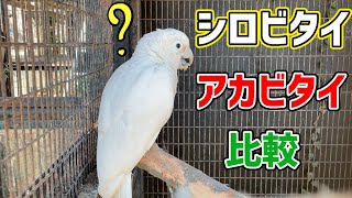 眠そうなシロビタイムジオウムとアカビタイムジオウムの比較 Tanimbar Corella Youtube