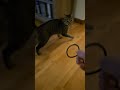 Brown Tabby Cat play fetch like a dog #MrsMikesova