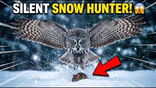 🦉 SILENT SNOW HUNTER! Great Gray Owl’s Deadly Snow Dive Attack 😱❄️