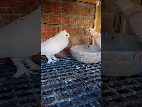 تهجين اليمام والحمام