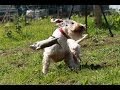 Ratting  With The Working Sealyham Terrier Club - The Chicken Shed の動画、YouTube動画。