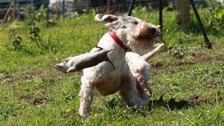 Ratting With The Working Sealyham Terrier Club - The Chicken Shed