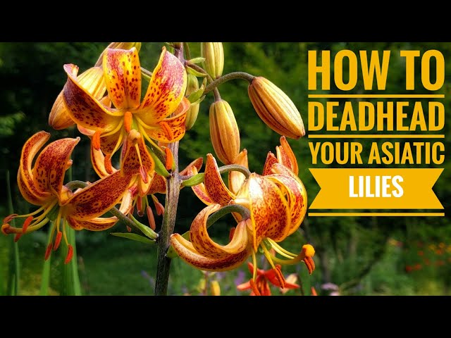 How to Deadhead your Asiatic Lilies - YouTube