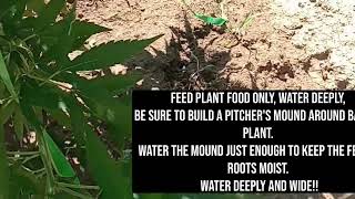 Do Not Remove Your Lower Branches On Cannabis Plants, Top And Prune For Maximum Yield.