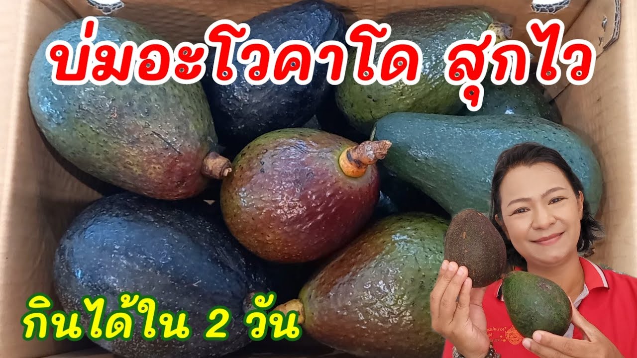 อะโวคาโดไม่สุกทำยังไง วิธีบ่มอะโวคาโดให้สุกไวๆ Avocado เร่งอะโวคาโด้ให้สุกเร็วๆ วิธีเก็บอะโวคาโด