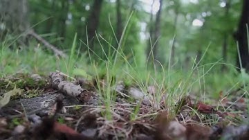 Bittersweet - Kickstarter Video